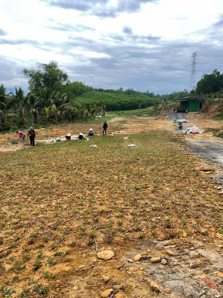 Đất trồng 8000m² tại Hòa Ninh, Hòa Vang - Giá chỉ 3.9 tỷ, view suối tuyệt đẹp!