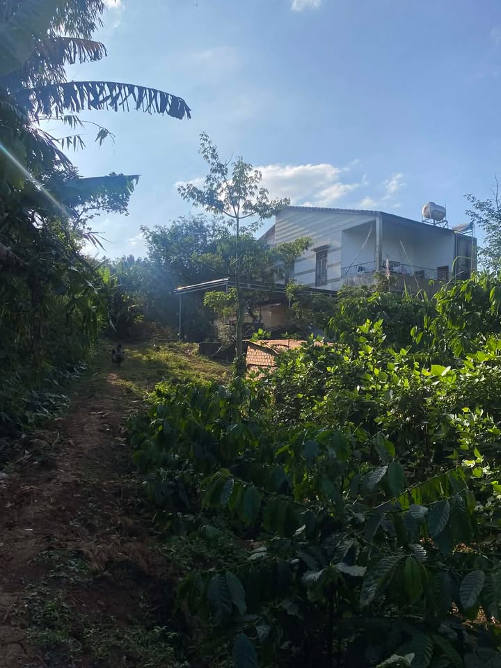 Đất thổ cư Đắk Môn 1400m² giá 2.9 tỷ - Sẵn sàng xây dựng ngay!