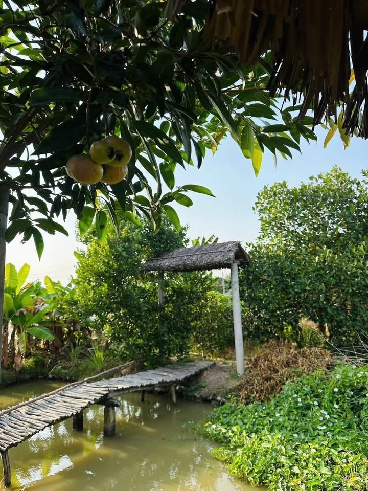 Đất nông nghiệp 4 công tại Nhơn Thạnh Trung - Giá chỉ 2.6 tỷ - Tiềm năng đầu tư lớn!