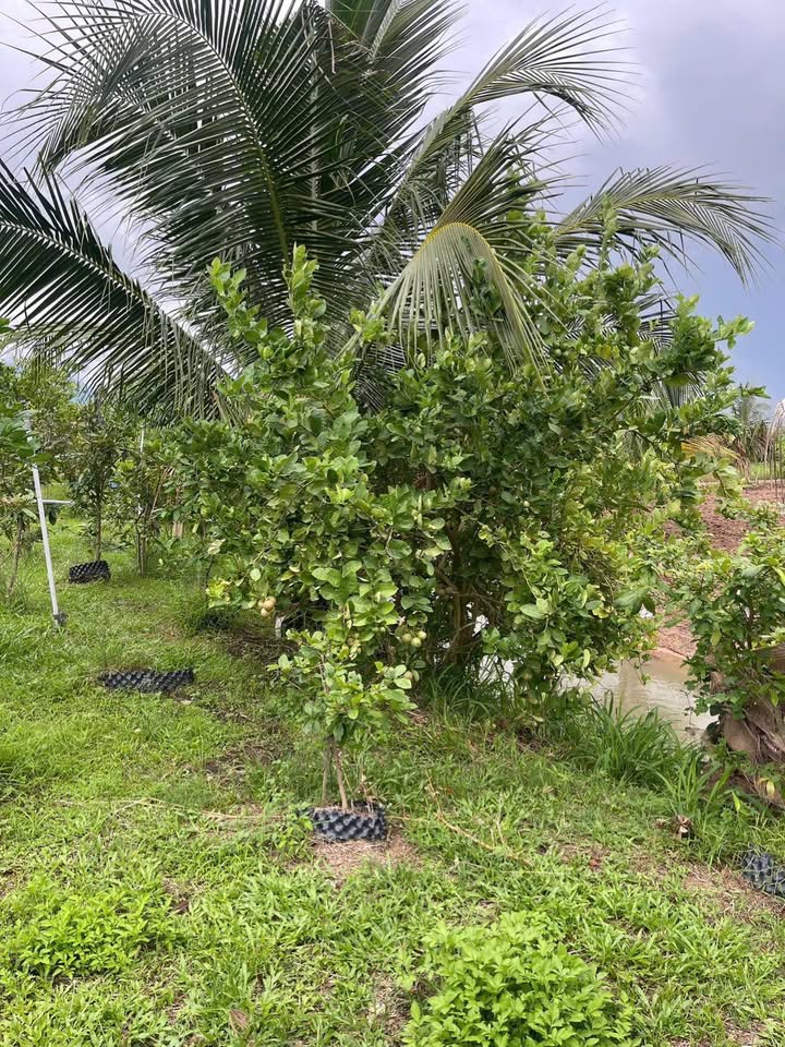 Đất nền 1.600m² Thôn An Phú, Xã Hàm Chính, chỉ 800 triệu - View suối mát mẻ!