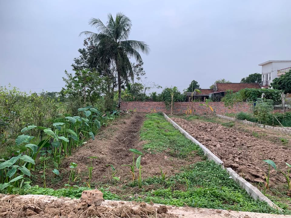 Đất nền Thượng Trung, Liên Am, Vĩnh Bảo 96m² giá 9 triệu - Cơ hội đầu tư không thể bỏ qua!