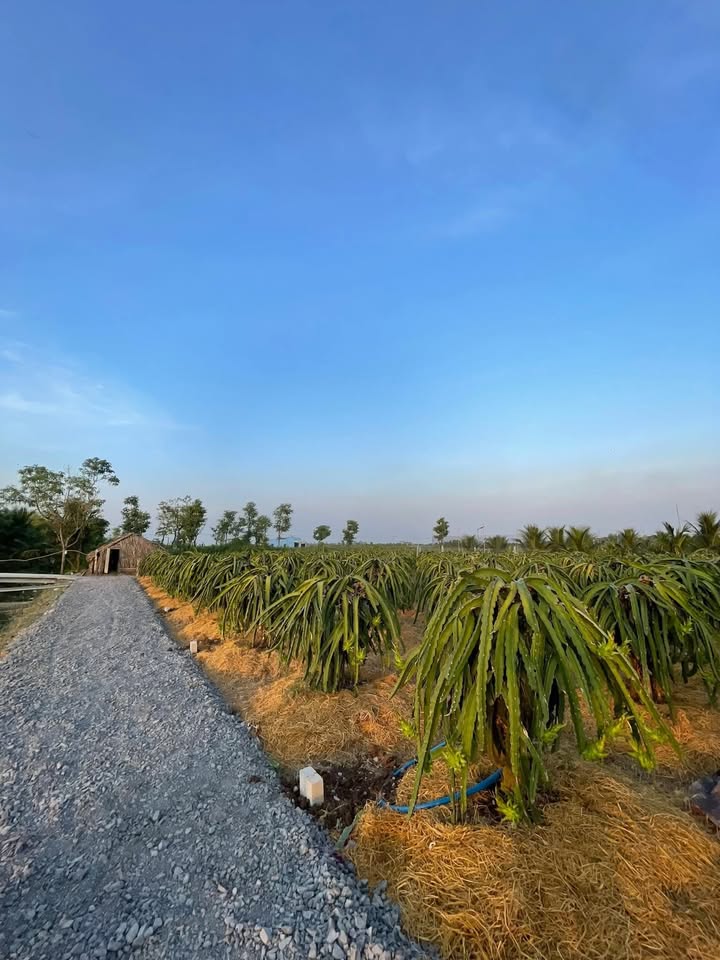 Đất thổ cư 238m² tại kênh Đá Xanh, Gò Công Đông - Giá tốt thỏa thuận cho nhà đầu tư!