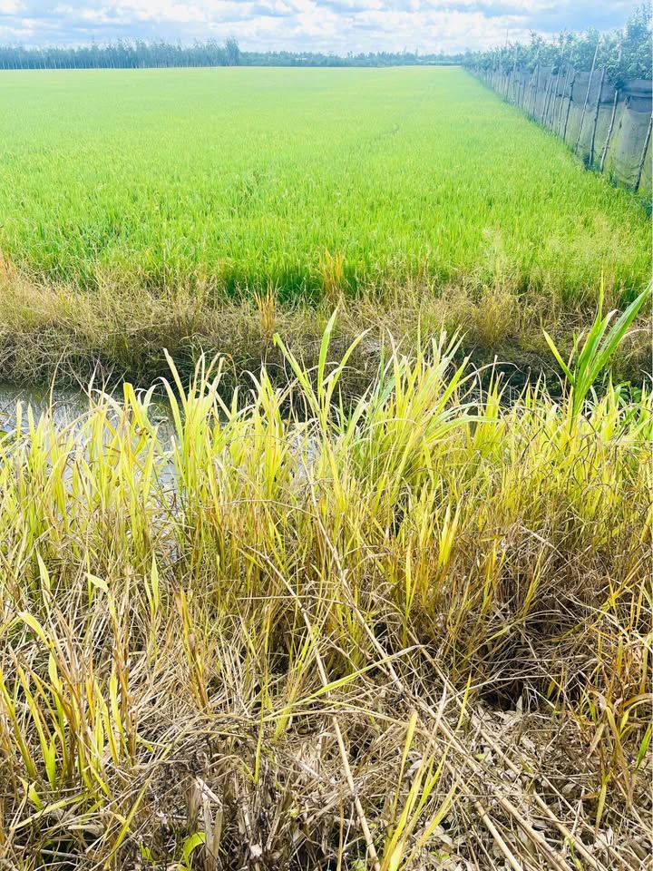 Đất nông nghiệp 7,454m² tại xã Tân Lộc, huyện Tam Bình, Vĩnh Long - Giá đầu tư hấp dẫn!