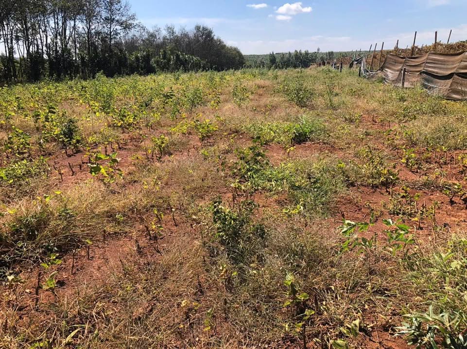 Đất rẫy 2880m² tại Khu 386, Mang Yang, Gia Lai - Giá chỉ 1.05 tỷ!