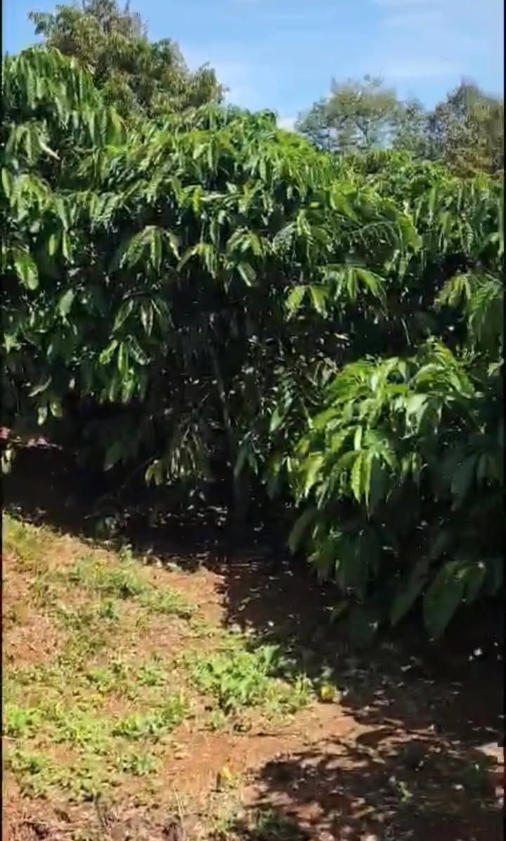 Đất vườn 3.800m² tại Thôn 5, Lộc An, Bảo Lâm - Giá 2.05 tỷ, Đường ô tô tiện lợi!