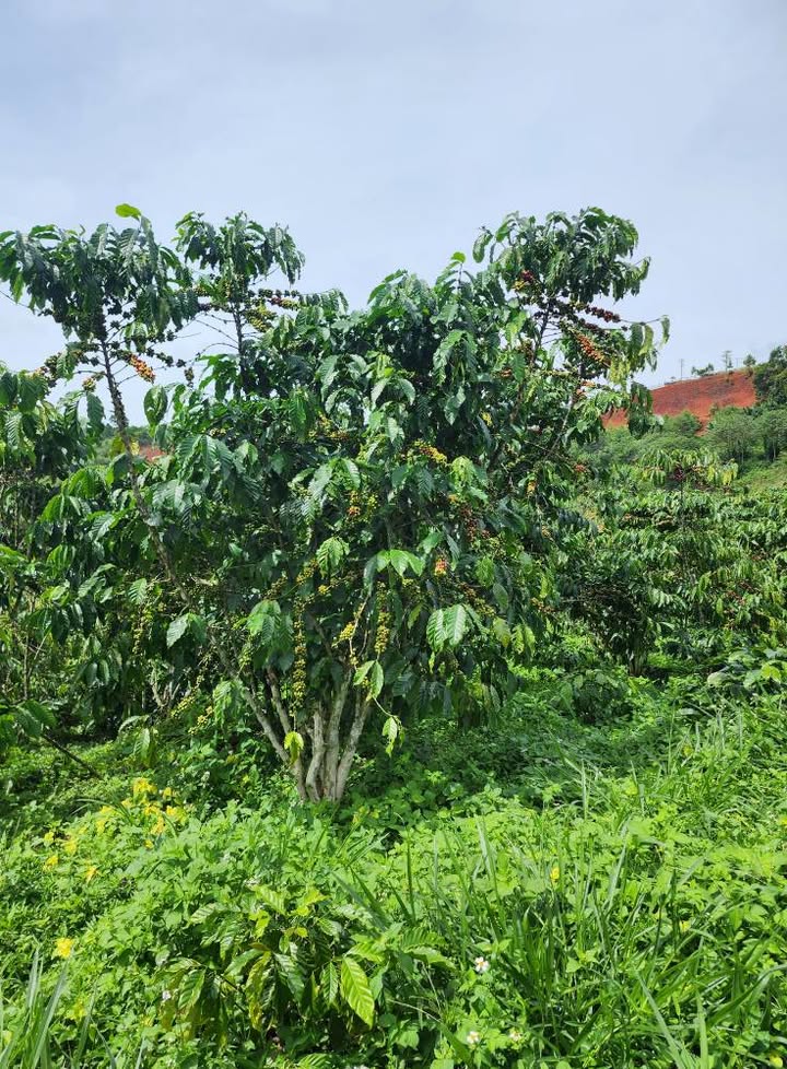 Đất thổ cư 25000m² tại Thôn 13, Lộc Ngãi giá 1.85 tỷ - Cơ hội đầu tư tuyệt vời!