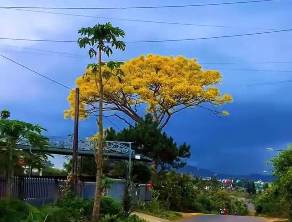 Đất nền 1.26ha Phước Tân - 15 tỷ - Phù hợp làm Homestay, Farmstay