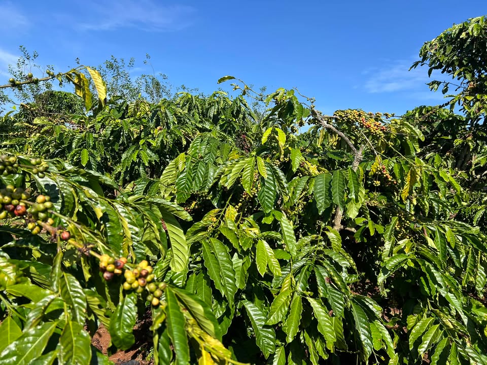 Farm Đan Phượng Lâm Đồng 1,5ha giá chỉ 5,5 tỷ - Đầy đủ tiện nghi, thu hoạch cà phê
