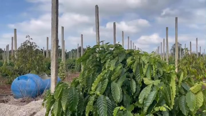 Lô rẫy tại thôn 7, Củ Chi 5.5 sào giá 3.85 tỷ - Đầu tư sinh lời ngay!