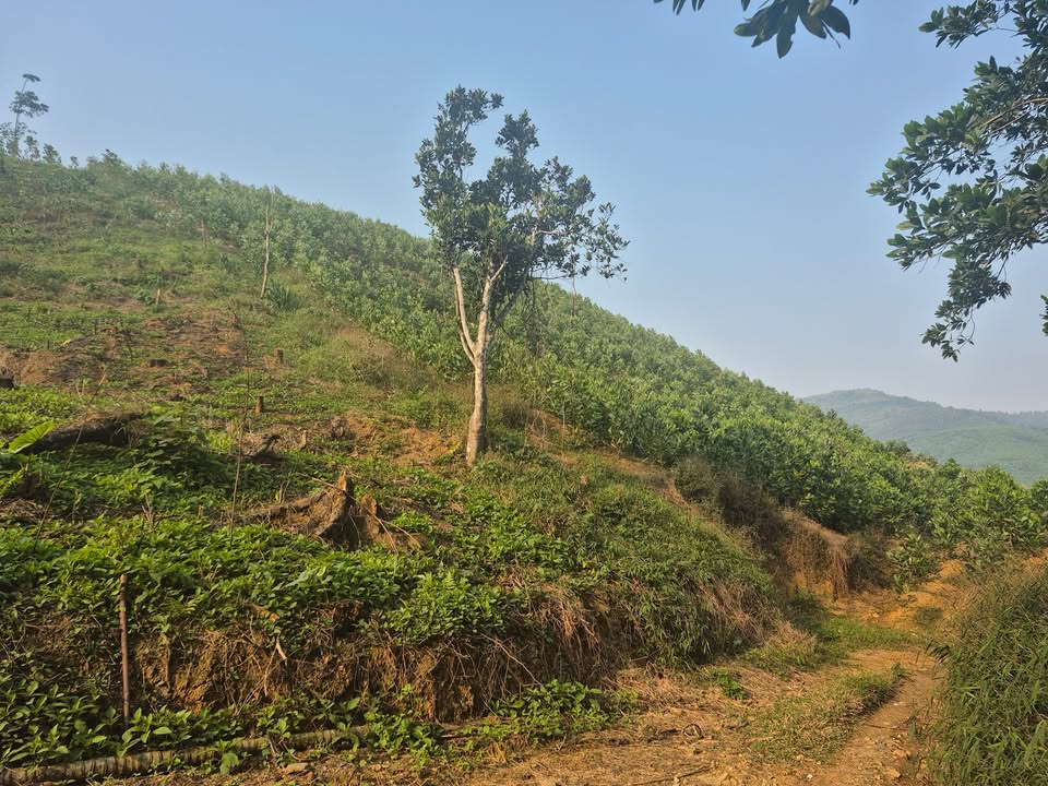 Đất rừng đồi Liên Sơn, Phú Thọ 20.000m² giá 100 tỷ - Cơ hội đầu tư tuyệt vời!