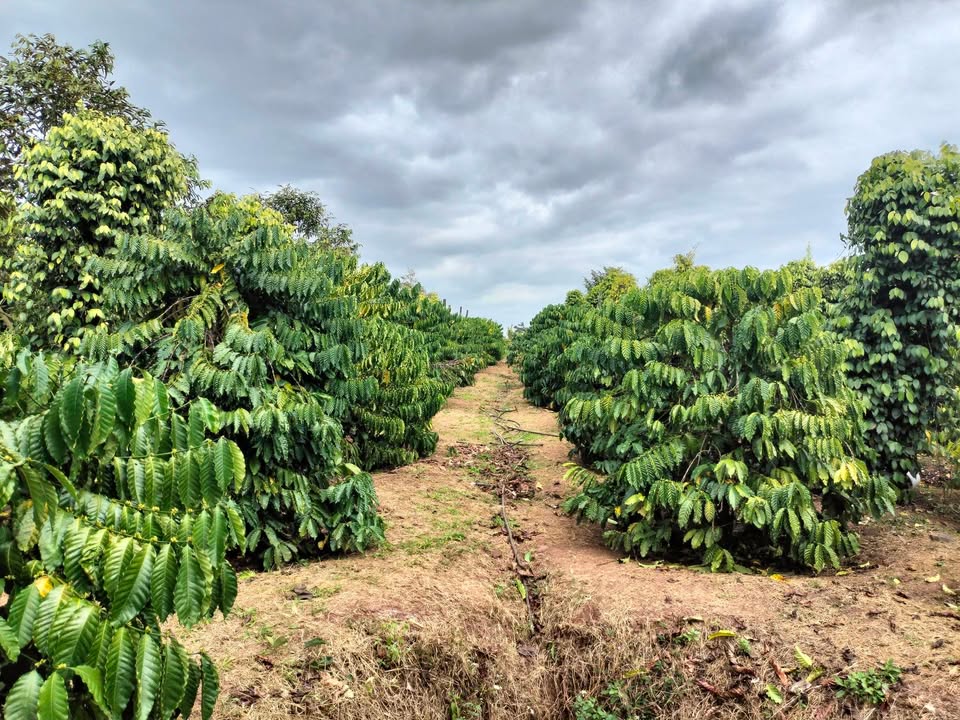 Đất nền 16,000m² tại Quảng Hiệp - Đầu tư sinh lời chỉ 3.2 tỷ!