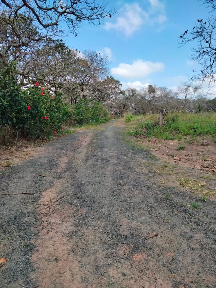 Đất rẫy điều thôn 2 Ea Kmut 22400m² giá 11.2 tỷ - Sổ đỏ chính chủ, xe ô tô vào thoải mái!