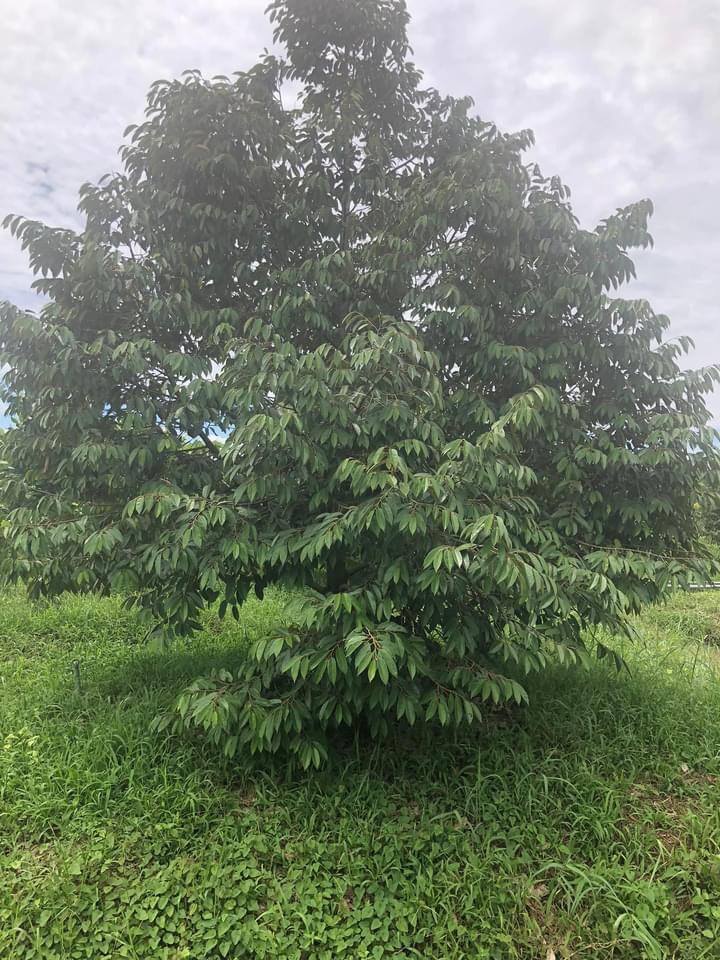 Đất nền 6700m² Mỹ Khánh, Cần Thơ giá 11 tỷ - Cơ hội đầu tư sinh lời!