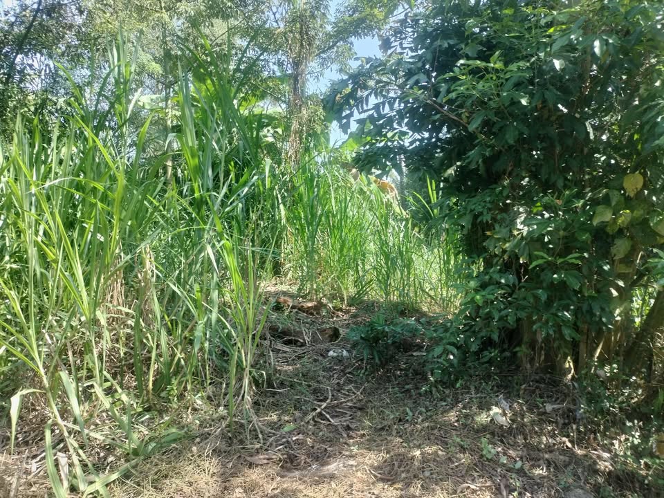 Đất nền 1000m² tại Xã Phước Đông, Huyện Cần Đước giá 5 tỷ - Đường bê tông 6m, gần KCN!