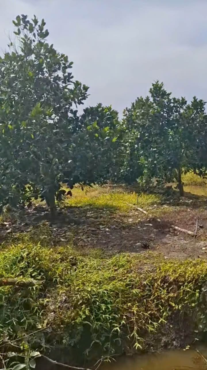 Đất Farm 10 công Mít Thái cặp sông lớn tại Tháp Mười - Giá chỉ 800 triệu/năm!