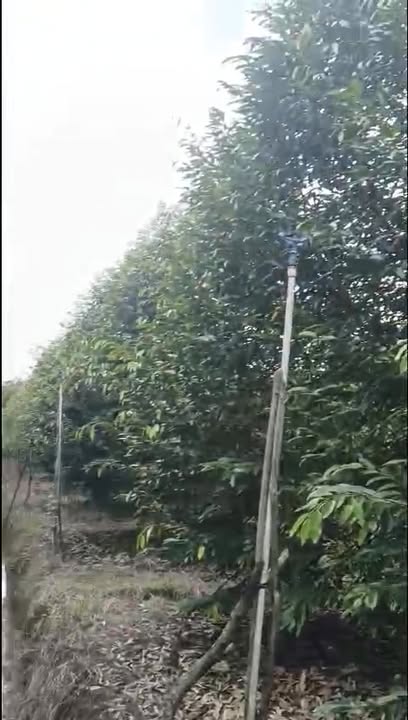 Đất vườn 4590m² xã Mỹ Hiệp, Đồng Tháp giá 500 triệu - Chính chủ bán gấp!