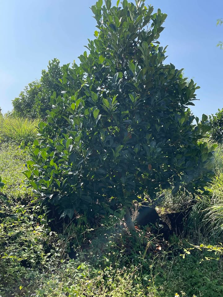 Đất rẫy xã Tân Phú 6300m² giá 4.9 tỷ - Tiềm năng đầu tư sinh lời!