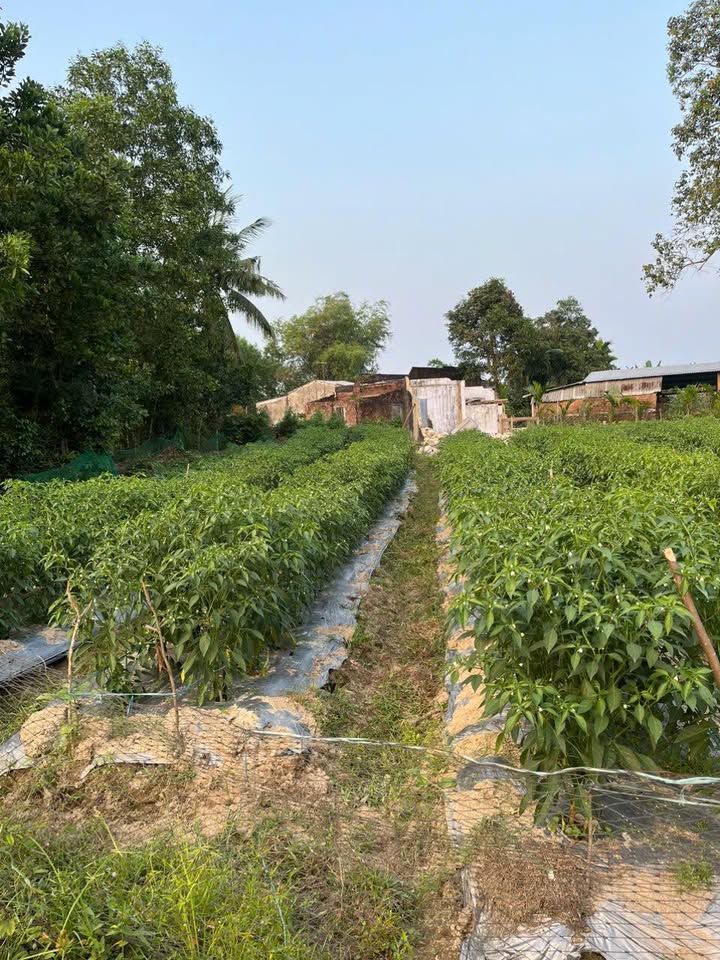 Lô đất vườn 308m² tại xã Chiên Đàn, Đà Nẵng - Giá chỉ 500 triệu