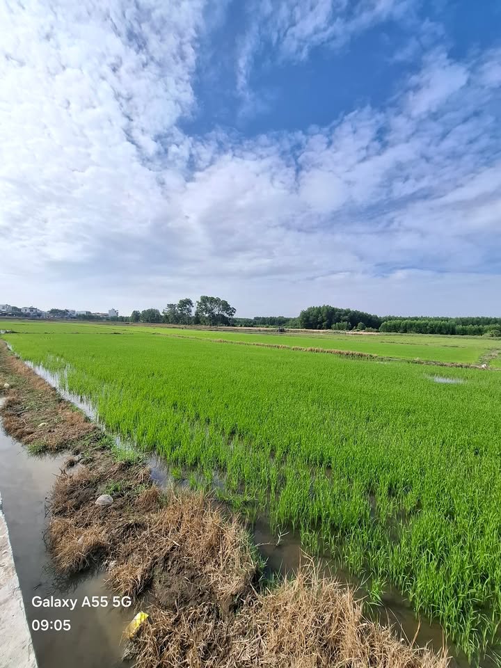 Đất thổ cư Tân Bình, Bình Dương 125m² giá 550 triệu - Đầu tư lý tưởng!