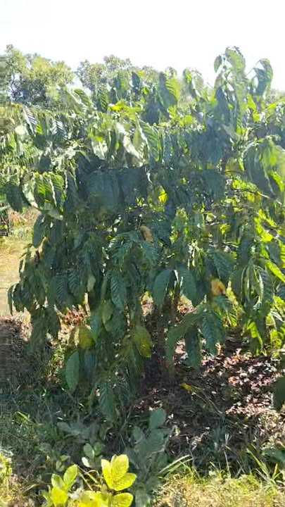 Farm cho thuê 5.3ha tại xã Ia Chia, Gia Lai - Giá chỉ 280 triệu