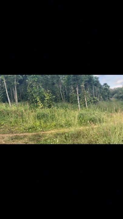 Farm Đak Ta Ley, Mang Yang 8.8ha giá 11.44 tỷ - Đất đỏ bazan, sẵn nguồn thu!