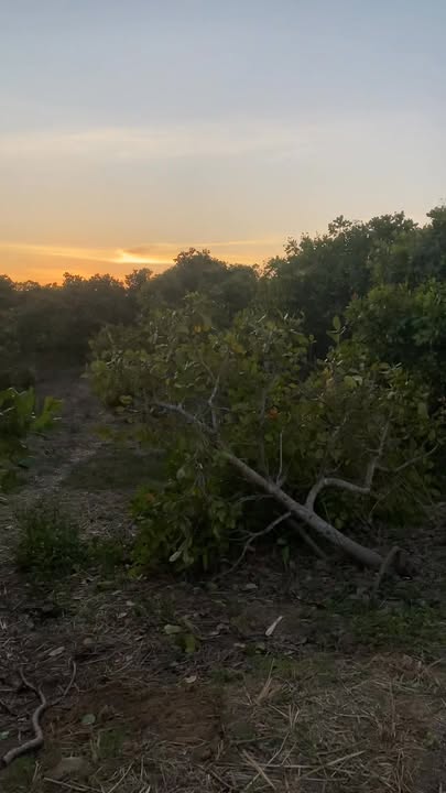 Đất nền xã Ia Ga, huyện Chư Prông 47.000m² giá 1,7 tỷ - Đầu tư sinh lời nhanh!