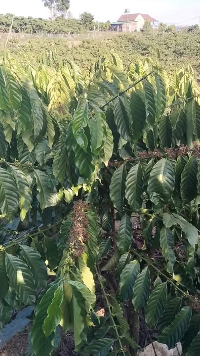 Đất Lâm Bô Phúc Thọ 10.000m² giá 3.75 tỷ - Sổ hồng chính chủ, mặt đường bê tông!