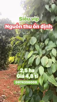 Đất nông nghiệp Hiệp An, Đức Trọng 25.000m² giá 4,8 tỷ - Sổ hồng chính chủ!