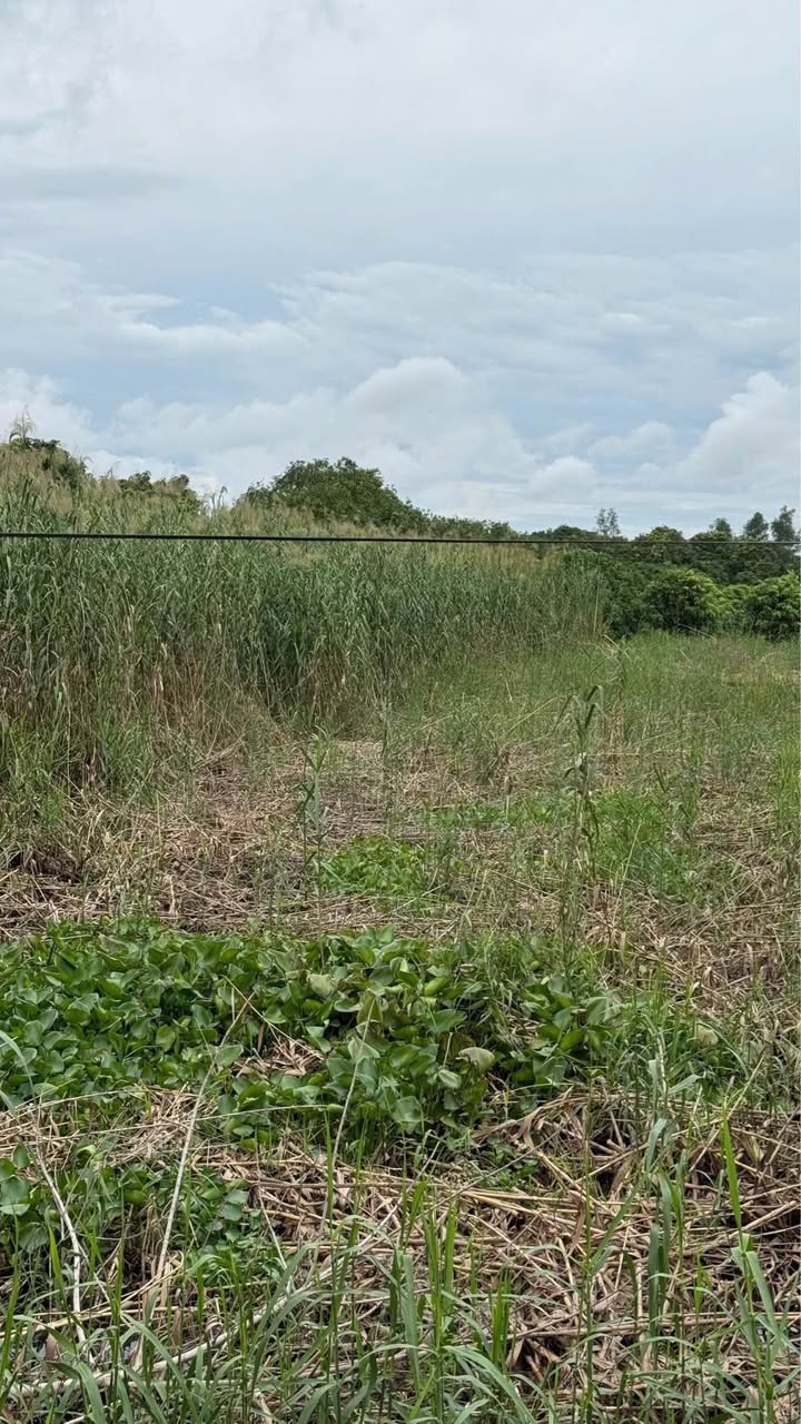 Đất mặt tiền đường Sông Tiên, Tịnh Thới 7200m² giá 1.3 tỷ - Cơ hội đầu tư tuyệt vời!