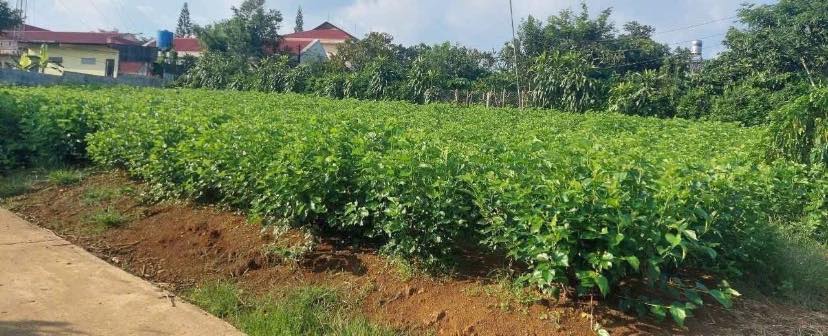 Đất thổ cư Lý Thái Tổ, Bảo Lộc 200m² chỉ 1.55 tỷ - Cơ hội đầu tư tuyệt vời!