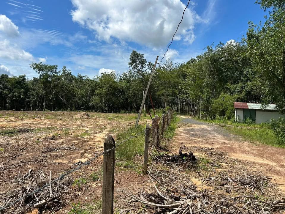 Đất nông nghiệp Dầu Tiếng 1ha giá 5.5 tỷ - Phù hợp đầu tư và làm nhà vườn