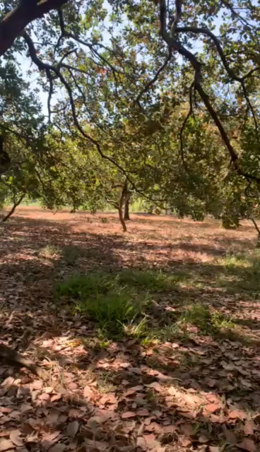 Đất nền Khu Cần Long, xã Phú Riềng 1ha giá 1.3 tỷ - Sổ đỏ chính chủ