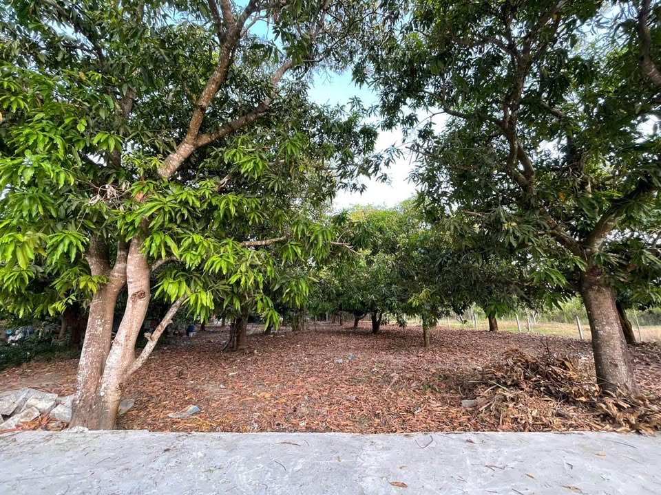 Đất Diên Lâm, Diên Khánh 1753m² giá 3.86 tỷ - Đường ô tô vào tận nơi!