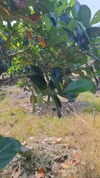 Cho thuê đất nông nghiệp 36.000m² tại Thạnh Phú, Bến Tre - Giá chỉ 80 triệu/năm!