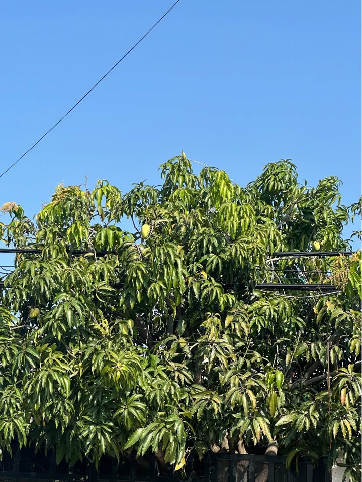 Nhà cho thuê tại khu Bàu Trũng, Vũng Tàu 70m² - Giá chỉ 4 triệu/tháng!