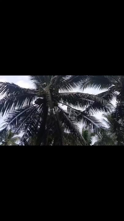 Đất nền Tiểu Cần, Trà Vinh 515m² giá chỉ 650 triệu - Đầu tư sinh lời ngay!