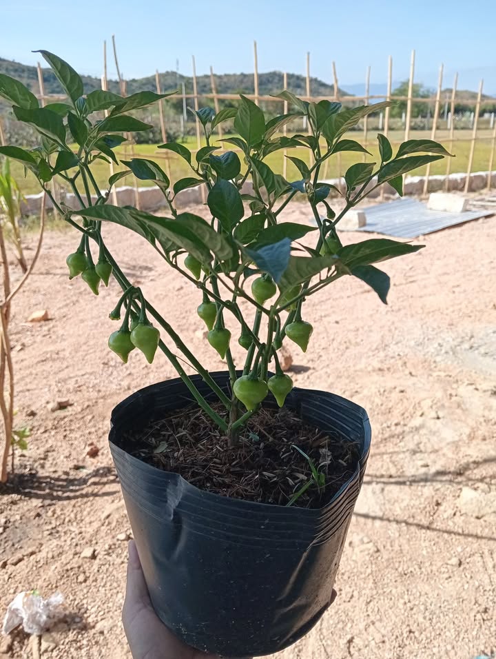 Nhà cấp 4 cho thuê tại Thị trấn Khánh Hải - Không gian thoáng đãng, giá thỏa thuận