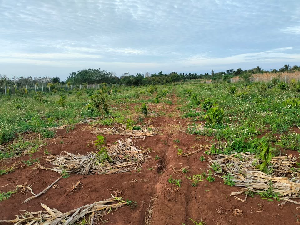 Đất nền 18.000m² Thị trấn Quảng Phú - Giá chỉ 4 tỷ, cơ hội đầu tư hấp dẫn!