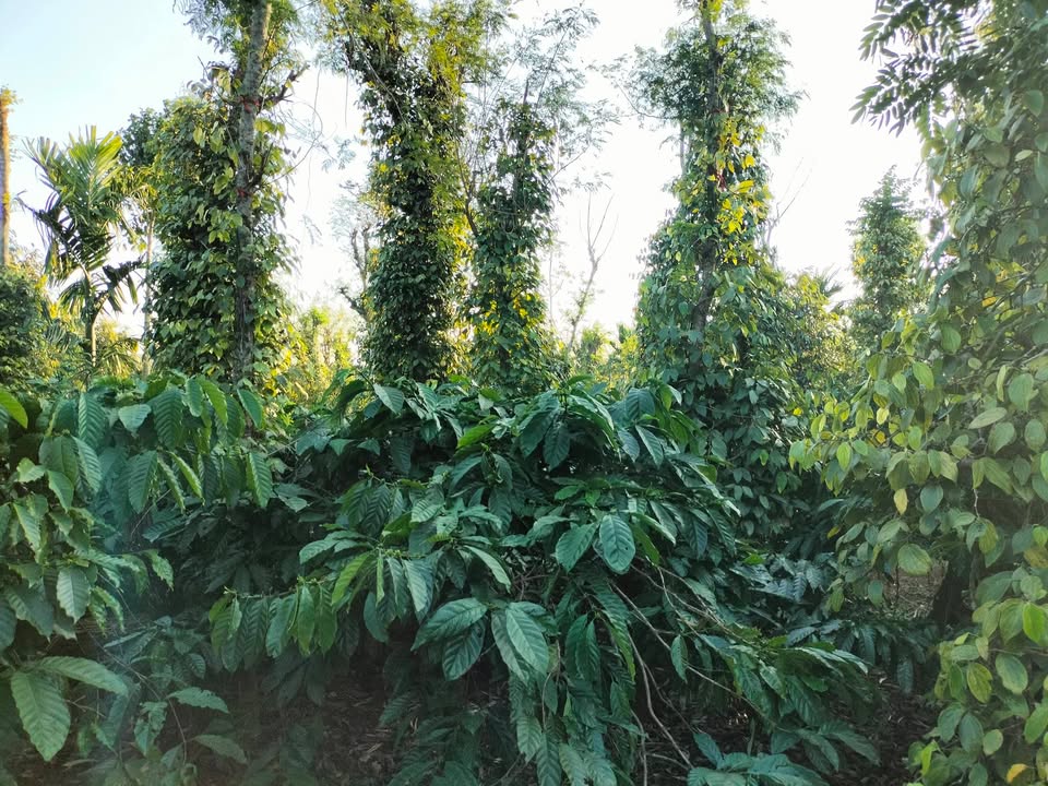 Đất nền 6 sào tại Thị trấn Quảng Phú, Đắk Lắk - Giá chỉ 24 tỷ!