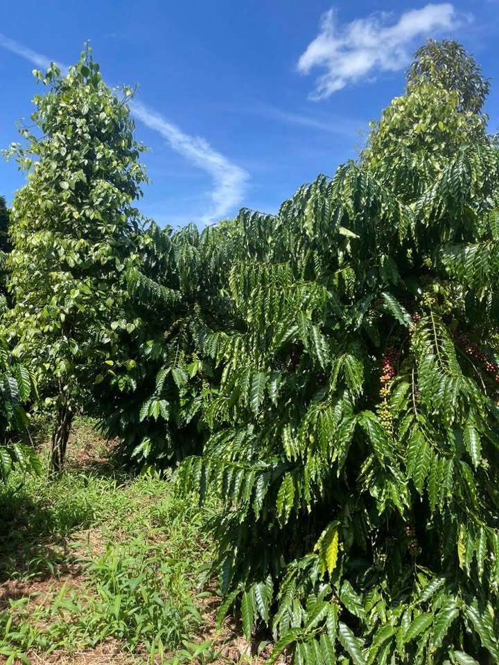 Đất nền 1 hecta tại Quảng Hiệp, Cư M'gar - Giá chỉ 350 triệu, sổ đỏ chính chủ!