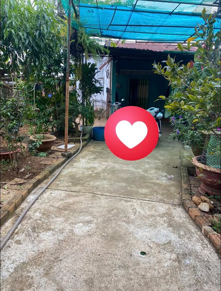 Đất Bảo Lộc 525m² giá 5 tỷ - Sổ hồng chính chủ, nhà cấp 4 sẵn!