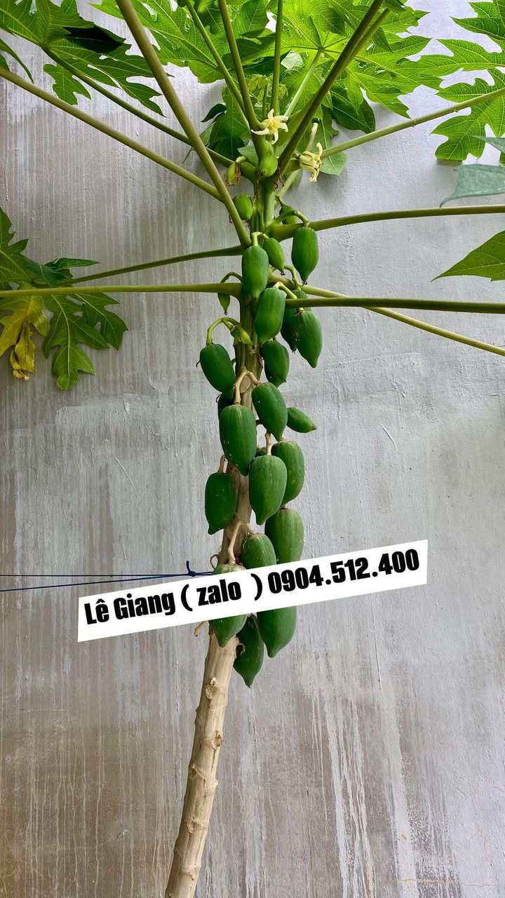 Đất thổ cư 235m² tại thôn Trung 1, Diên Điền giá 1.3 tỷ - Sẵn sàng cho bạn xây dựng!