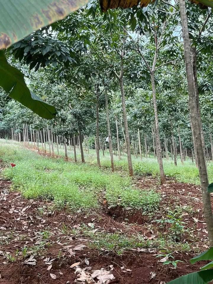 Đất nền cao su Bù Gia Mập 1,3ha giá 1,5 tỷ - Đầu tư sinh lời ngay!