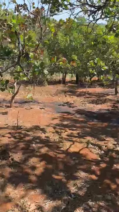 Đất nền 20.000m² Đồng Nai, Bù Đăng chỉ 1,1 tỷ - Thích hợp trồng cây ăn trái!