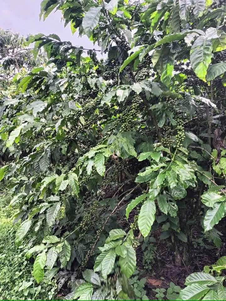 Đất nền khu Hồ Cánh Bướm Lộc Thắng 43,000m² giá 2.365 tỷ - Sổ đỏ chính chủ