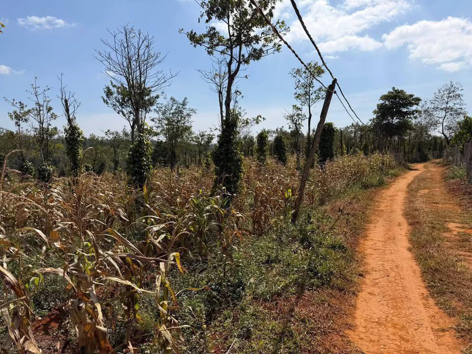 Farm Bản Đầm Giỏ, Di Linh 10.000m² - Giá chỉ 1.1 tỷ, cơ hội đầu tư tuyệt vời!