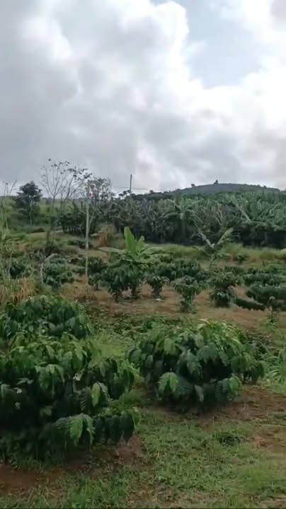 Đất nền Lộc Đức 1ha giá 4.8 tỷ - Sổ đỏ chính chủ, hai mặt tiền thoáng mát!