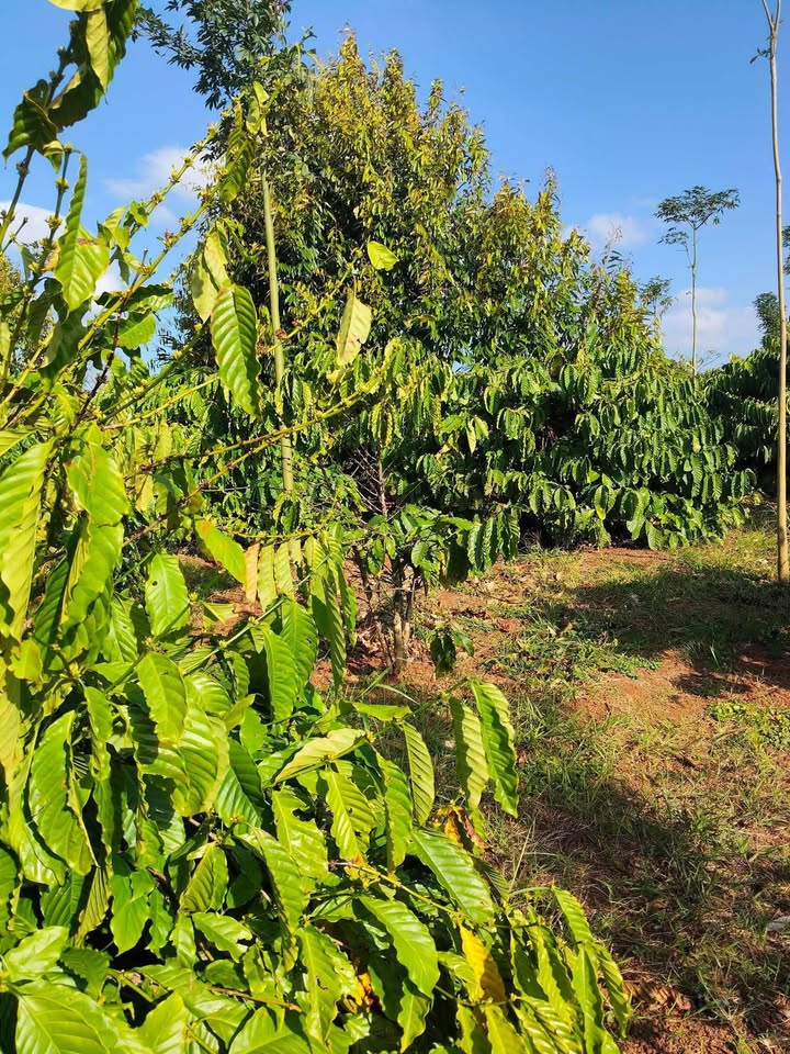 Đất nông nghiệp 6.000m² tại Buôn Chuôi, Đắk Lắk, giá 2.4 tỷ - Đầu tư sinh lời ngay!