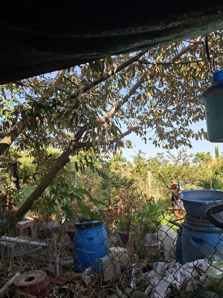 Đất thổ cư 385m² tại Ấp Thạnh Lợi, Tây Ninh - Giá 1.2 tỷ thương lượng!