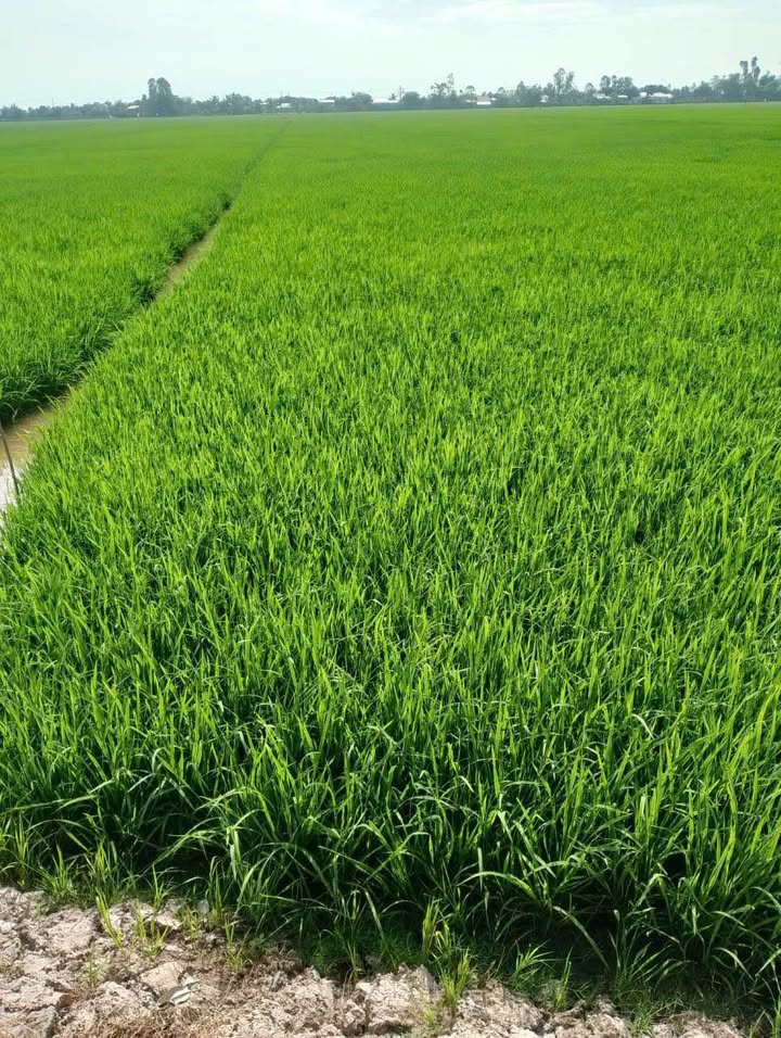 Đất nông nghiệp xã Láng Biển, Tháp Mười, 10.650m² giá 21.3 tỷ - Mặt tiền 33m, sẵn sàng đầu tư!